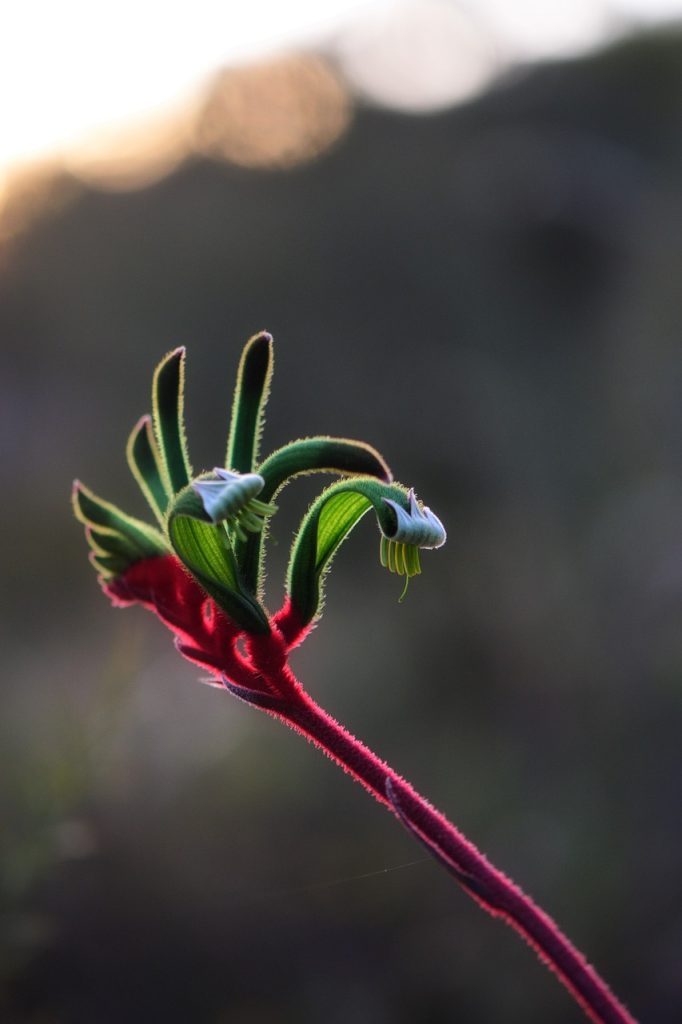 kangaroo paw, flower, plant