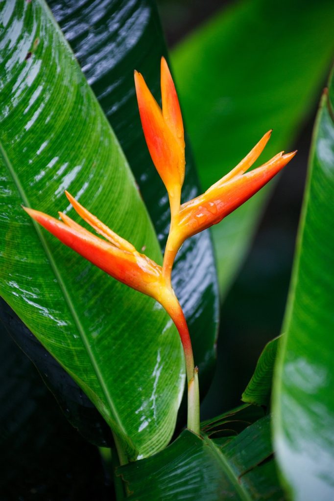 Heliconia psittacorum beautiful, bloom, blossom